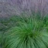 Prairie Dropseed Grass (Sporobolis Heterolepis) - 6 Pack Of 1 Gallon Pots 1 Prairie Dropseed Grass (Sporobolis Heterolepis) - 6 Pack Of 1 Gallon Pots -Garden Plants Shop sporobolis heterolepis prairie dropseed grass 19