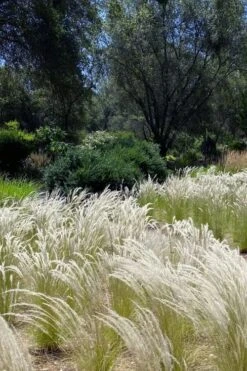 Peruvian Feather Grass (Stipa Ichu) - 1 Gallon Pot -Garden Plants Shop stipa ichu peruvian feather grass 12