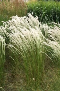 Peruvian Feather Grass (Stipa Ichu) - 1 Gallon Pot -Garden Plants Shop stipa ichu peruvian feather grass 14