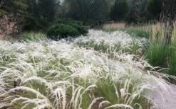 Peruvian Feather Grass (Stipa Ichu) - 1 Gallon Pot -Garden Plants Shop stipa ichu peruvian feather grass 4