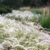 Peruvian Feather Grass (Stipa Ichu) - 1 Gallon Pot 1 Peruvian Feather Grass (Stipa Ichu) - 1 Gallon Pot -Garden Plants Shop stipa ichu peruvian feather grass 5