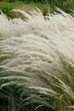 Peruvian Feather Grass (Stipa Ichu) - 1 Gallon Pot -Garden Plants Shop stipa ichu peruvian feather grass 7