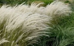 Peruvian Feather Grass (Stipa Ichu) - 1 Gallon Pot -Garden Plants Shop stipa ichu peruvian feather grass 8