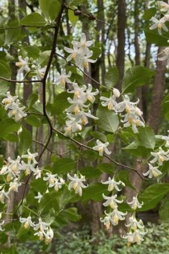 American Snowbell Tree (Styrax Americanus) - 3 Gallon Pot -Garden Plants Shop styrax americanus american snowbell 12