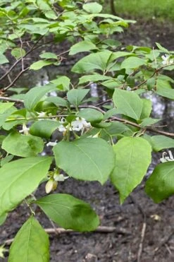 American Snowbell Tree (Styrax Americanus) - 3 Gallon Pot -Garden Plants Shop styrax americanus american snowbell 13