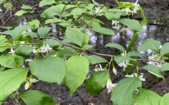 American Snowbell Tree (Styrax Americanus) - 3 Gallon Pot -Garden Plants Shop styrax americanus american snowbell 14