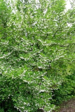 American Snowbell Tree (Styrax Americanus) - 3 Gallon Pot -Garden Plants Shop styrax americanus american snowbell 16