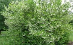 American Snowbell Tree (Styrax Americanus) - 3 Gallon Pot -Garden Plants Shop styrax americanus american snowbell 17