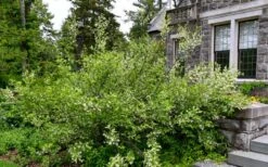 American Snowbell Tree (Styrax Americanus) - 3 Gallon Pot -Garden Plants Shop styrax americanus american snowbell 18