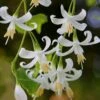 American Snowbell Tree (Styrax Americanus) - 3 Gallon Pot -Garden Plants Shop styrax americanus american snowbell 3