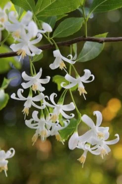 American Snowbell Tree (Styrax Americanus) - 3 Gallon Pot -Garden Plants Shop styrax americanus american snowbell 4