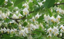 American Snowbell Tree (Styrax Americanus) - 3 Gallon Pot -Garden Plants Shop styrax americanus american snowbell 6