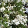 Fragrant Fountain Weeping Japanese Snowbell Tree - 5 Gallon Pot -Garden Plants Shop styrax japonica fragrant fountain weeping japanese snowbell tree 3