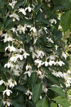 Fragrant Fountain Weeping Japanese Snowbell Tree - 5 Gallon Pot 19 Fragrant Fountain Weeping Japanese Snowbell Tree - 5 Gallon Pot -Garden Plants Shop styrax japonica fragrant fountain weeping japanese snowbell tree 4