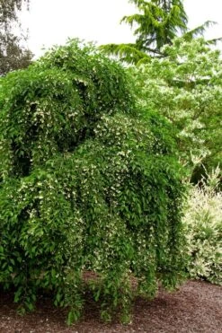 Fragrant Fountain Weeping Japanese Snowbell Tree - 5 Gallon Pot 16 Fragrant Fountain Weeping Japanese Snowbell Tree - 5 Gallon Pot -Garden Plants Shop styrax japonica fragrant fountain weeping japanese snowbell tree 5