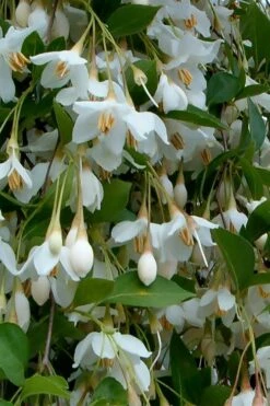 Fragrant Fountain Weeping Japanese Snowbell Tree - 5 Gallon Pot 17 Fragrant Fountain Weeping Japanese Snowbell Tree - 5 Gallon Pot -Garden Plants Shop styrax japonica fragrant fountain weeping japanese snowbell tree 6