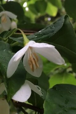 Fragrant Fountain Weeping Japanese Snowbell Tree - 5 Gallon Pot 18 Fragrant Fountain Weeping Japanese Snowbell Tree - 5 Gallon Pot -Garden Plants Shop styrax japonica fragrant fountain weeping japanese snowbell tree 7