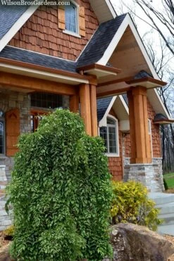 Fragrant Fountain Weeping Japanese Snowbell Tree - 5 Gallon Pot 14 Fragrant Fountain Weeping Japanese Snowbell Tree - 5 Gallon Pot -Garden Plants Shop styrax japonica fragrant fountain weeping japanese snowbell tree 9