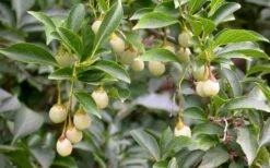 Pink Chimes Japanese Snowbell - 1 Gallon Pot -Garden Plants Shop styrax japonica pink chimes japanese snowbell tree 11