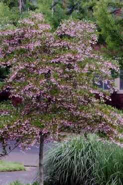 Pink Chimes Japanese Snowbell - 1 Gallon Pot -Garden Plants Shop styrax japonica pink chimes japanese snowbell tree 2