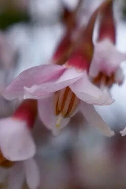 Pink Chimes Japanese Snowbell - 1 Gallon Pot -Garden Plants Shop styrax japonica pink chimes japanese snowbell tree 3