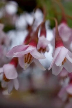 Pink Chimes Japanese Snowbell - 1 Gallon Pot -Garden Plants Shop styrax japonica pink chimes japanese snowbell tree 4