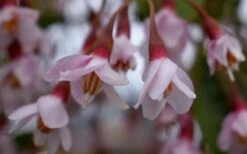 Pink Chimes Japanese Snowbell - 1 Gallon Pot -Garden Plants Shop styrax japonica pink chimes japanese snowbell tree 5