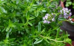 Summer Savory Plant - 6 Pack Of Pint Pots -Garden Plants Shop summer savory herb plant 4