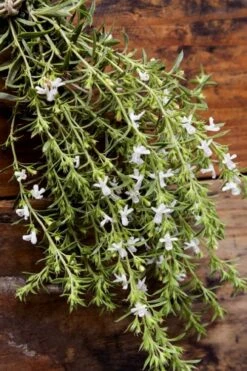 Summer Savory Plant - 6 Pack Of Pint Pots -Garden Plants Shop summer savory herb plant 7