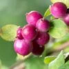 Chenault Coralberry Bush (Symphoricarpos X Chenaultii 'Hancock') - 1 Gallon Pot -Garden Plants Shop symphoricarpos chenaultii hancock coralberry 10