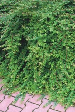 Chenault Coralberry Bush (Symphoricarpos X Chenaultii 'Hancock') - 1 Gallon Pot -Garden Plants Shop symphoricarpos chenaultii hancock coralberry 7