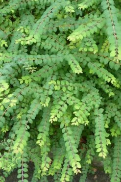 Chenault Coralberry Bush (Symphoricarpos X Chenaultii 'Hancock') - 1 Gallon Pot -Garden Plants Shop symphoricarpos chenaultii hancock coralberry 8