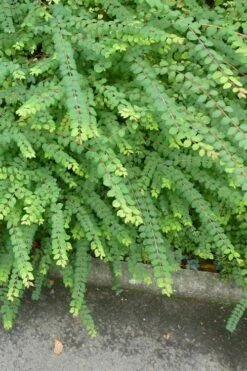 Chenault Coralberry Bush (Symphoricarpos X Chenaultii 'Hancock') - 1 Gallon Pot -Garden Plants Shop symphoricarpos chenaultii hancock coralberry 9