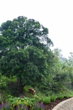 Chinese Yew Tree (Taxus Chinensis) - 3 Gallon Pot -Garden Plants Shop taxus chinensis chinese yew 2