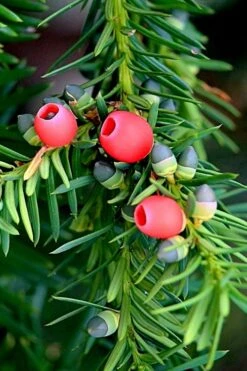 Chinese Yew Tree (Taxus Chinensis) - 3 Gallon Pot -Garden Plants Shop taxus chinensis chinese yew tree 2