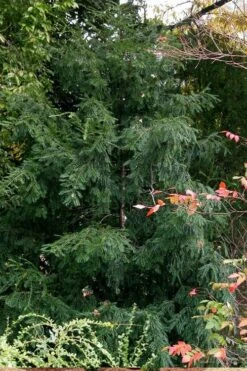 Chinese Yew Tree (Taxus Chinensis) - 3 Gallon Pot -Garden Plants Shop taxus chinensis chinese yew tree 3