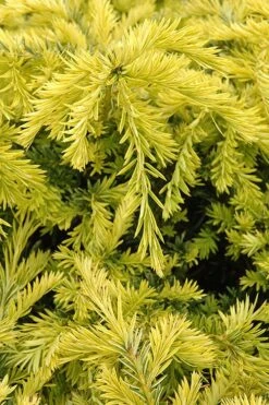 Sunburst Yew (Taxus X Media) - 2 Gallon Pot -Garden Plants Shop taxus media sunburst yew 1