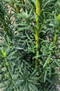 Maureen Columnar Yew (Taxus Hybrid) - 2 Gallon Pot -Garden Plants Shop taxus x media maureen columnar yew 1 1