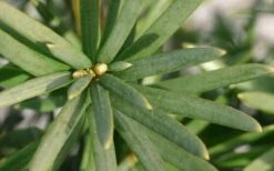 Maureen Columnar Yew (Taxus Hybrid) - 5 Gallon Pot 11 Maureen Columnar Yew (Taxus Hybrid) - 5 Gallon Pot -Garden Plants Shop taxus x media maureen columnar yew 2