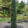 Maureen Columnar Yew (Taxus Hybrid) - 2 Gallon Pot -Garden Plants Shop taxus x media maureen columnar yew 4 1