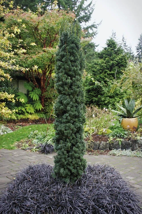 Maureen Columnar Yew (Taxus Hybrid) - 5 Gallon Pot 3 Maureen Columnar Yew (Taxus Hybrid) - 5 Gallon Pot