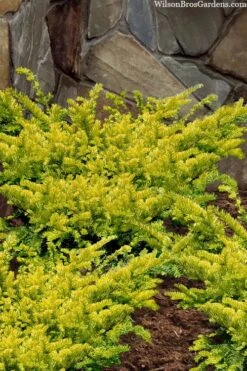 Sunburst Yew (Taxus X Media) - 2 Gallon Pot -Garden Plants Shop taxus x media sunburst yew 2