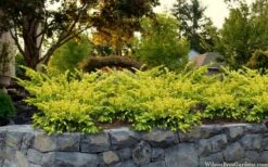 Sunburst Yew (Taxus X Media) - 2 Gallon Pot -Garden Plants Shop taxus x media sunburst yew 7