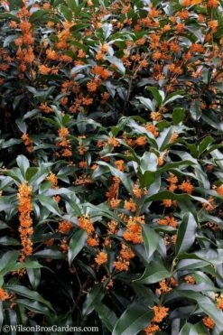 Fragrant Orange Tea Olive - Osmanthus Fragrans Aurantiacus - 1 Gallon Pot 15 Fragrant Orange Tea Olive - Osmanthus Fragrans Aurantiacus - 1 Gallon Pot -Garden Plants Shop tea olive orange 103