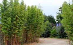 Temple Bamboo (Semiarundinaria Fastuosa) - 3 Gallon Pot (2-4') -Garden Plants Shop temple bamboo