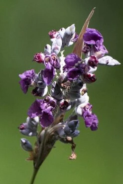 Powdery Alligator Flag (Thalia Dealbata) - 3 Gallon Pot -Garden Plants Shop thalia dealbata powdery alligator flag 1