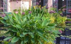 Powdery Alligator Flag (Thalia Dealbata) - 3 Gallon Pot -Garden Plants Shop thalia dealbata powdery alligator flag 13