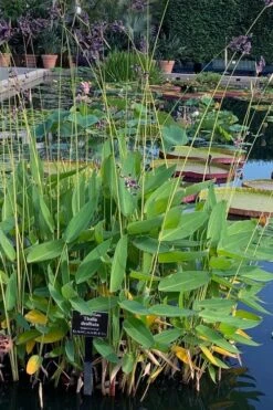 Powdery Alligator Flag (Thalia Dealbata) - 3 Gallon Pot -Garden Plants Shop thalia dealbata powdery alligator flag 2
