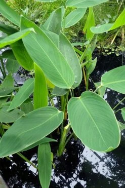 Powdery Alligator Flag (Thalia Dealbata) - 3 Gallon Pot -Garden Plants Shop thalia dealbata powdery alligator flag 3