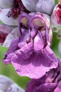 Powdery Alligator Flag (Thalia Dealbata) - 3 Gallon Pot -Garden Plants Shop thalia dealbata powdery alligator flag 7